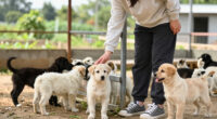 Colorado’s Major Win in the Fight Against Puppy Mills