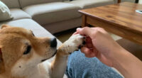 Why Does My Dog Nibble On Me? It's Canine For "I Love You," Actually