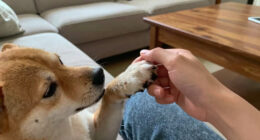 Why Does My Dog Nibble On Me? It's Canine For "I Love You," Actually