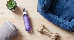 14 Best Dog Calming Products in 2026