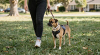 9 Best Dog Walking Accessories in 2026